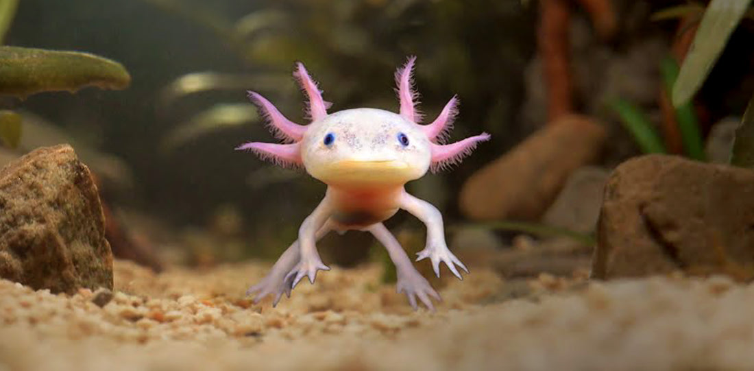 Axolotl