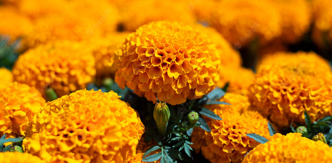 La Leyenda de la Flor Cempasúchil